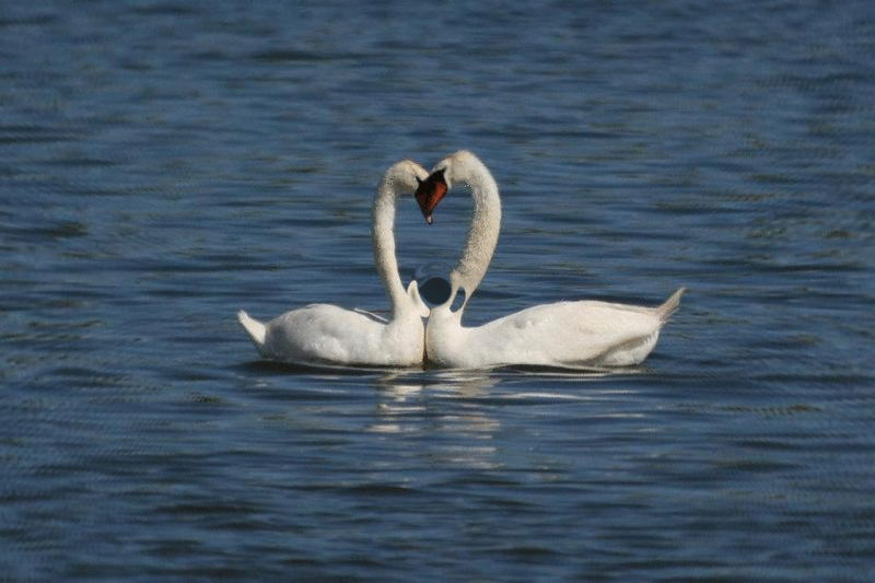 cygnes
